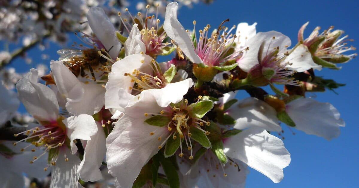 Mandorli in fiore - Valle dei Templi